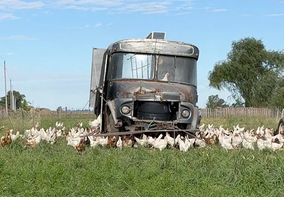Proyecto Gallinas felices